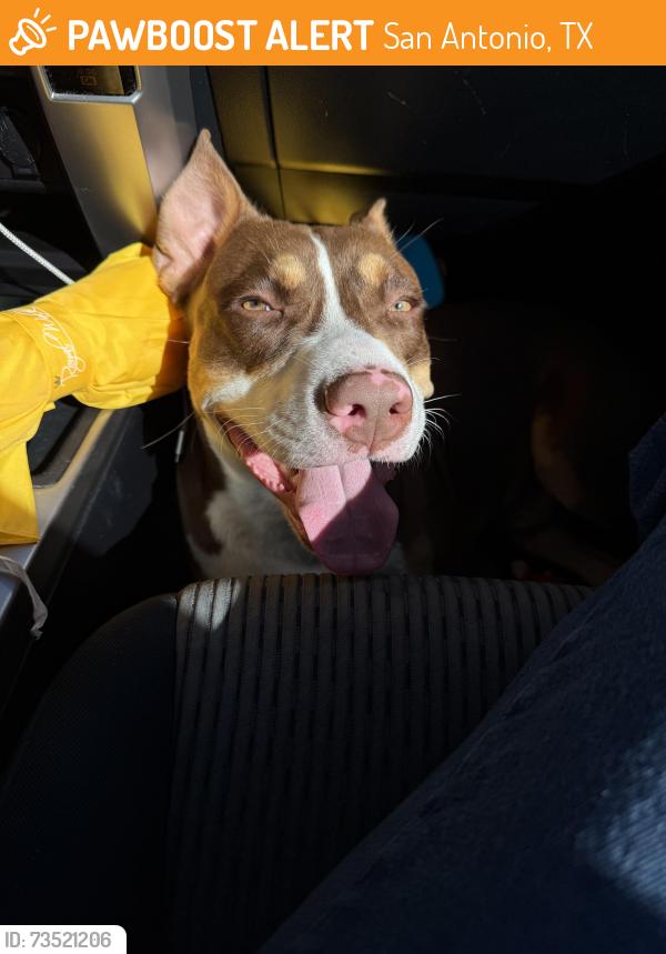 Found/Stray Male Dog last seen Edmund Lieck Elementary School, San Antonio, TX 78245