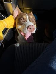 Found/Stray Male Dog last seen Edmund Lieck Elementary School, San Antonio, TX 78245