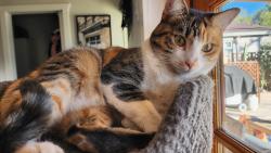 Lost Female Cat last seen Thomas Rd and Miller Rd, Scottsdale, AZ 85251