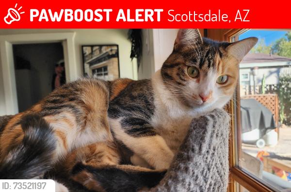 Lost Female Cat last seen Thomas Rd and Miller Rd, Scottsdale, AZ 85251