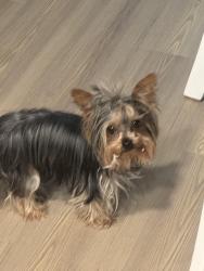 Reunited Female Dog last seen Barnett Avenue, San Diego, CA 92110