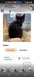 Lost Male Cat last seen Near Richton rd/,kings rd, Steger, IL 60475
