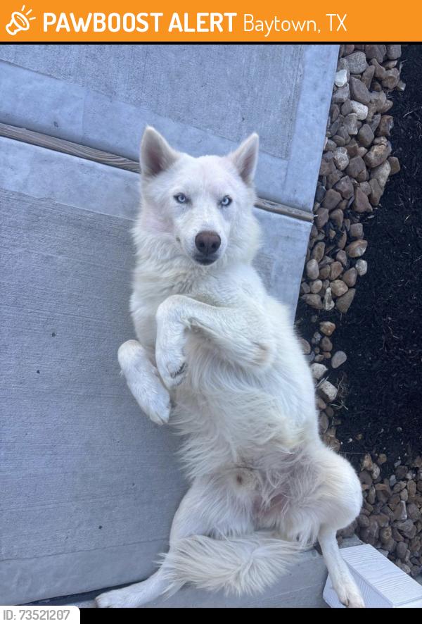 Found/Stray Male Dog last seen Main st , Garth road, Baytown, TX 77521