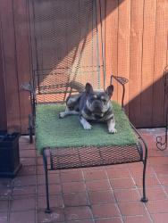 Reunited Male Dog last seen Northwest 7th st and 109ave, Miami, FL 33172