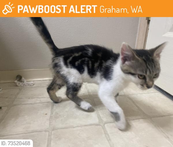 Found/Stray Male Cat last seen Near 104th Avenue, Graham, WA 98338 United States, Graham, WA 98338