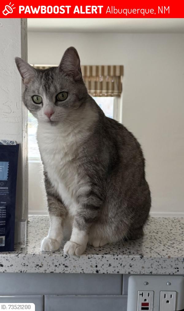 Lost Female Cat last seen Mountain, Albuquerque, NM 87106