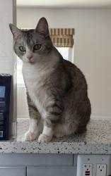 Lost Female Cat last seen Mountain, Albuquerque, NM 87106