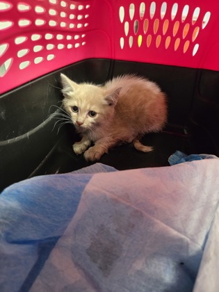 Shelter Stray Male Cat last seen Near Galindo St, Oakland, CA, 1101 29th Ave, Oakland, CA 94601, USA