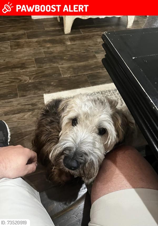 Lost Male Dog last seen Cedar Lane Willis TX, Montgomery County, TX 77303
