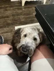 Lost Male Dog last seen Cedar Lane Willis TX, Montgomery County, TX 77303