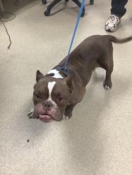 Shelter Stray Male Dog last seen Near COLONY HILL RD, East District, TX, 355 Hillshire Dr, Haslet, TX 76052, USA