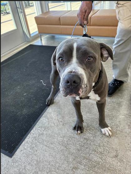 Shelter Stray Male Dog last seen Near CLOVERDALE DR, South District, TX, 355 Hillshire Dr, Haslet, TX 76052, USA