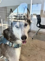 Shelter Stray Male Dog last seen Near Sonoma Drive, North District, TX, 355 Hillshire Dr, Haslet, TX 76052, USA