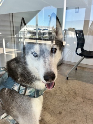 Shelter Stray Male Dog last seen Near Sonoma Drive, North District, TX, 355 Hillshire Dr, Haslet, TX 76052, USA