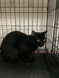 Shelter Stray Female Cat last seen , , TX, 355 Hillshire Dr, Haslet, TX 76052, USA