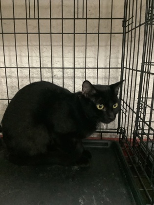 Shelter Stray Female Cat last seen , , TX, 355 Hillshire Dr, Haslet, TX 76052, USA