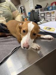 Shelter Stray Female Dog last seen Abandoned at HSHC, Abandoned at HSHC, IN, 10501 Hague Rd, Fishers, IN 46038, USA