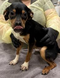 Shelter Stray Male Dog last seen Abandoned at HSHC, Abandoned at HSHC, IN, 10501 Hague Rd, Fishers, IN 46038, USA