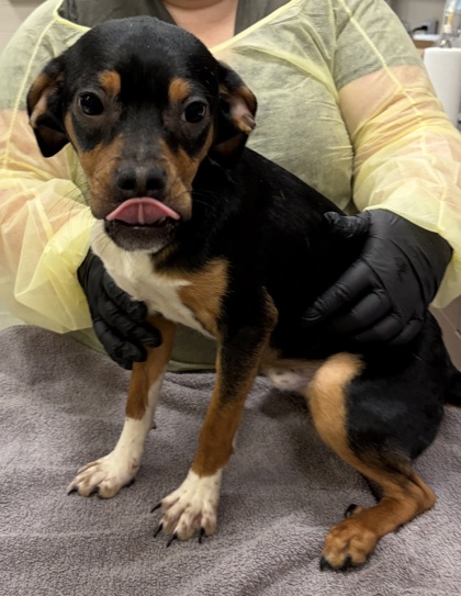 Shelter Stray Male Dog last seen Abandoned at HSHC, Abandoned at HSHC, IN, 10501 Hague Rd, Fishers, IN 46038, USA