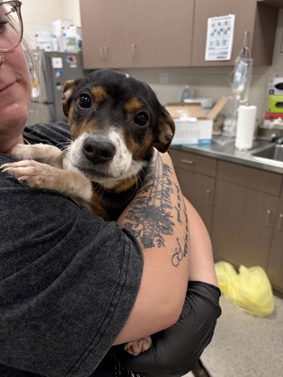 Shelter Stray Male Dog last seen Abandoned at HSHC, Abandoned at HSHC, IN, 10501 Hague Rd, Fishers, IN 46038, USA
