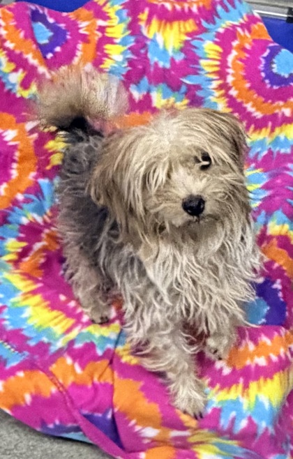 Shelter Stray Female Dog last seen Aragon rd, Belen, NM, 1209 NM-314, Los Lunas, NM 87031, USA