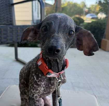 Shelter Stray Female Dog last seen SH 30 & Texas 6 Frontage Rd, City of College Station, TX, 5359 Leonard Rd, Bryan, TX 77807, USA