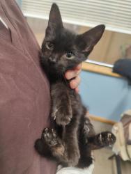 Shelter Stray Female Cat last seen NW Kings near NW 9th, Corvallis, OR, 398 SW Twin Oaks Cir, Corvallis, OR 97333, USA