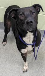 Shelter Stray Female Dog last seen Near Willow Springs Dr, Longview, City of, TX, 303 H G Mosley Pkwy, Longview, TX 75604, USA