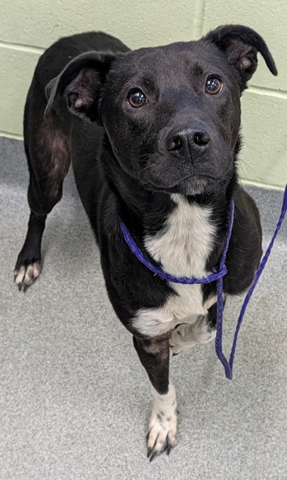 Shelter Stray Female Dog last seen Near Willow Springs Dr, Longview, City of, TX, 303 H G Mosley Pkwy, Longview, TX 75604, USA