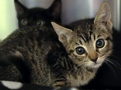 Shelter Stray Female Cat last seen Near PR 3755, Gregg County, TX, 303 H G Mosley Pkwy, Longview, TX 75604, USA