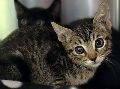 Shelter Stray Female Cat last seen Near PR 3755, Gregg County, TX, 303 H G Mosley Pkwy, Longview, TX 75604, USA