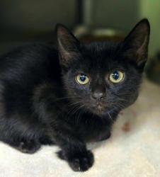 Shelter Stray Male Cat last seen Near PR 3755, Gregg County, TX, 303 H G Mosley Pkwy, Longview, TX 75604, USA