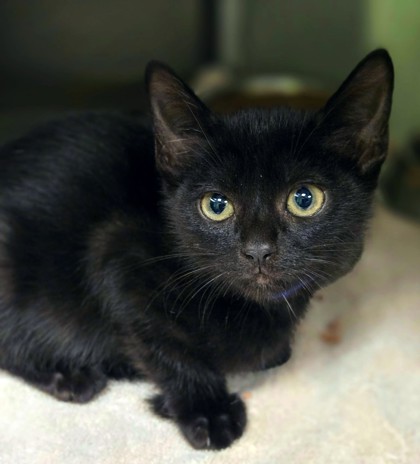 Shelter Stray Male Cat last seen Near PR 3755, Gregg County, TX, 303 H G Mosley Pkwy, Longview, TX 75604, USA