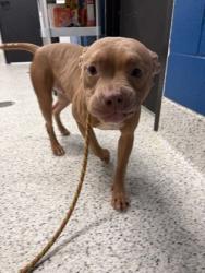 Shelter Stray Female Dog last seen Near Beeler Dr. SW, Atlanta, GA, 1251 Fulton Industrial Blvd NW, Atlanta, GA 30336, USA