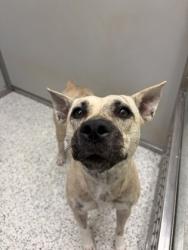 Shelter Stray Female Dog last seen Near forrest park rd, Atlanta, GA, 1251 Fulton Industrial Blvd NW, Atlanta, GA 30336, USA