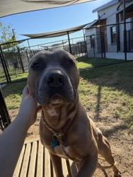 Shelter Stray Male Dog last seen Near Centennial Olympic Park Dr, Atlanta, GA, 1251 Fulton Industrial Blvd NW, Atlanta, GA 30336, USA