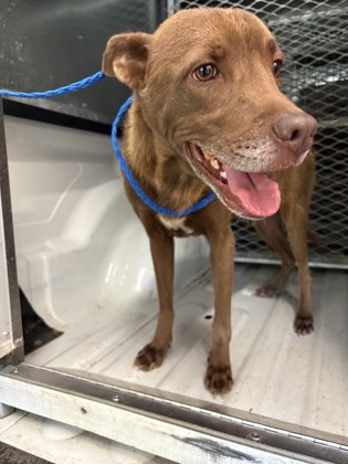 Shelter Stray Male Dog last seen Near Ten Mile Dr, Desoto, TX, 1150 E Pleasant Run Rd, Cedar Hill, TX 75104, USA