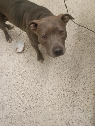 Shelter Stray Female Dog last seen Near old National Hwy, South Fulton, GA, 1251 Fulton Industrial Blvd NW, Atlanta, GA 30336, USA