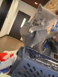Shelter Stray Female Cat last seen Near Campbellton Rd, South Fulton, GA, 1251 Fulton Industrial Blvd NW, Atlanta, GA 30336, USA