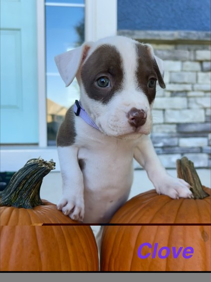 Shelter Stray Female Dog last seen Near E 30th St Unit 1W, 64109, MO, 7077 Elmwood Ave, Kansas City, MO 64132, USA