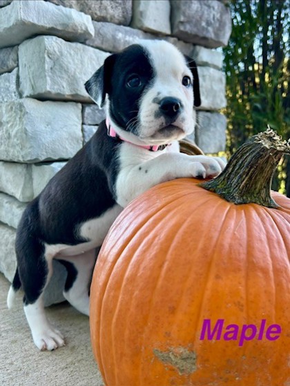 Shelter Stray Female Dog last seen Near E 30th St Unit 1W, 64109, MO, 7077 Elmwood Ave, Kansas City, MO 64132, USA