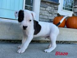 Shelter Stray Male Dog last seen Near E 30th St Unit 1W, 64109, MO, 7077 Elmwood Ave, Kansas City, MO 64132, USA
