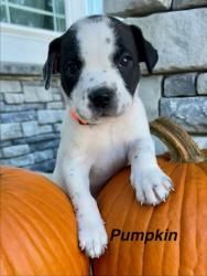 Shelter Stray Female Dog last seen Near E 30th St Unit 1W, 64109, MO, 7077 Elmwood Ave, Kansas City, MO 64132, USA