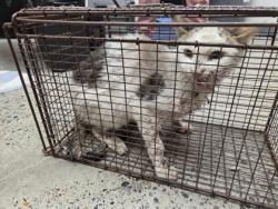 Shelter Stray Male Cat last seen Near Mills Tower Dr, Rancho Cordova, CA, 6201 Florin Perkins Rd, Sacramento, CA 95828, USA