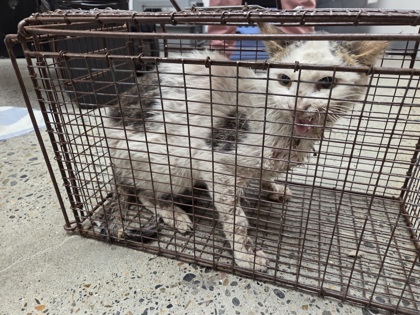 Shelter Stray Male Cat last seen Near Mills Tower Dr, Rancho Cordova, CA, 6201 Florin Perkins Rd, Sacramento, CA 95828, USA