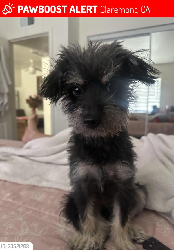 Lost Male Dog last seen Near Austin Ct., Claremont CA 91711, Claremont, CA 91711
