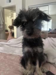 Lost Male Dog last seen Near Austin Ct., Claremont CA 91711, Claremont, CA 91711