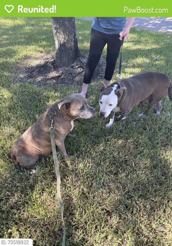 Reunited Female Dog last seen Tc jester and Bella sera, Bella Sera, TX 77379