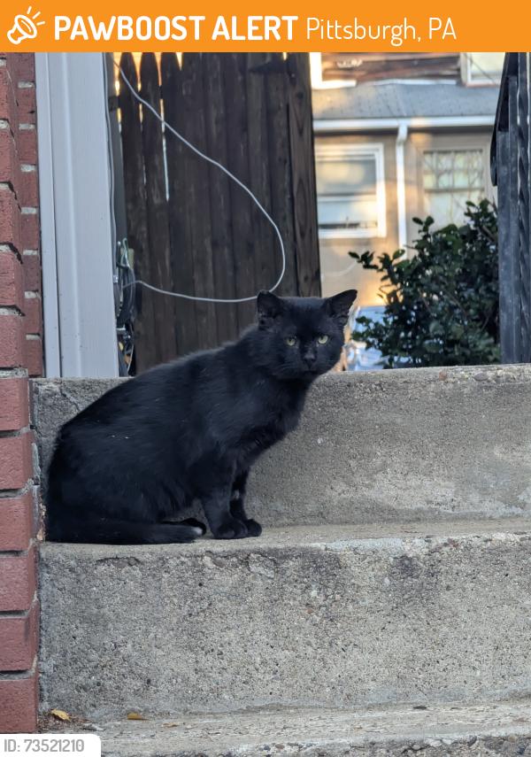 Found/Stray Unknown Cat last seen Ellsworth & Copeland, Pittsburgh, PA 15232