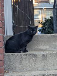 Found/Stray Unknown Cat last seen Ellsworth & Copeland, Pittsburgh, PA 15232